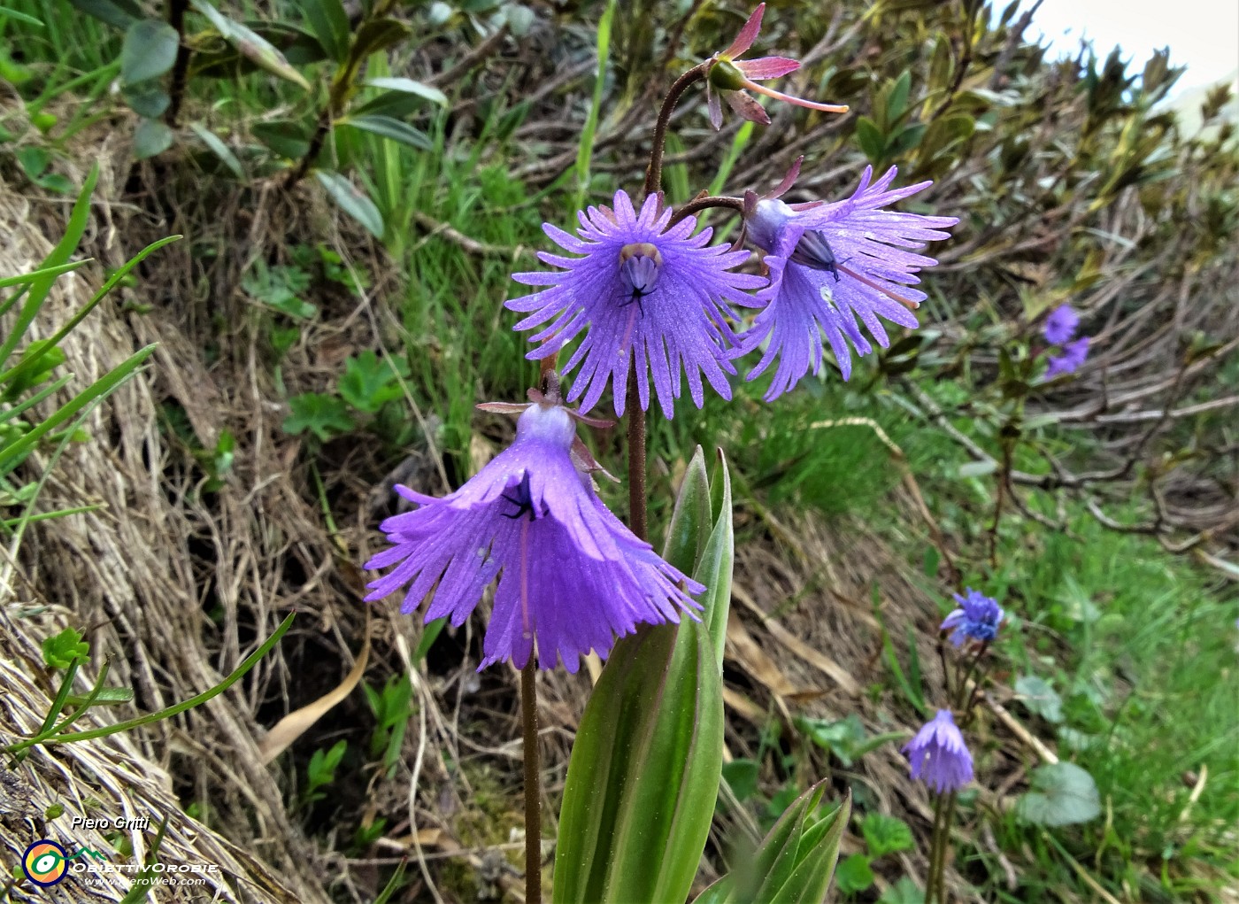 50 Soldanella alpina.JPG